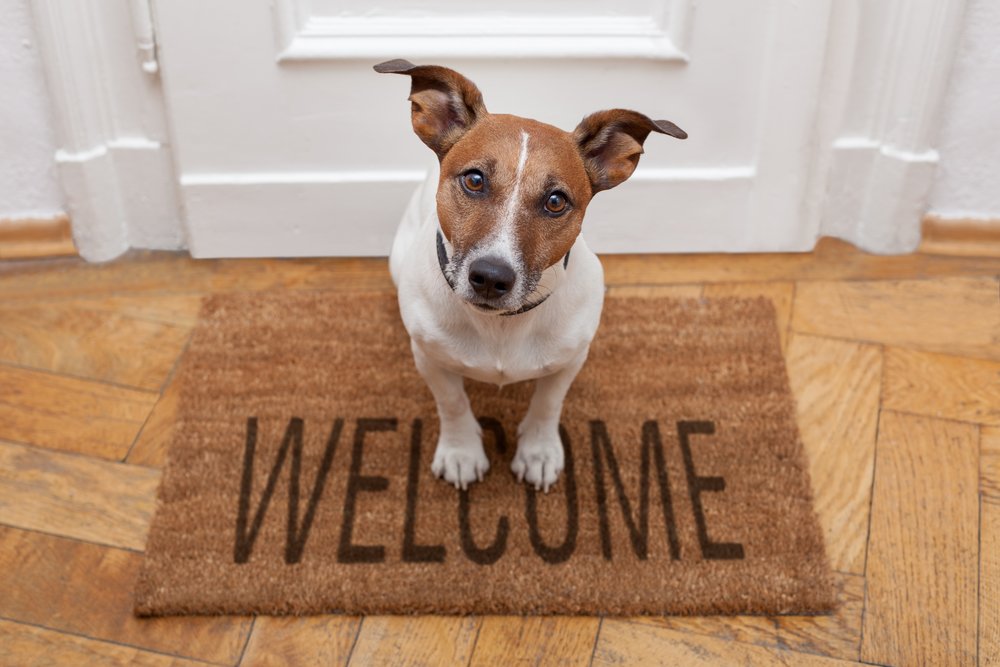 Moving home with your pet - Skipton Properties